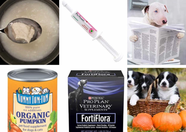 dog diarrhea home remedy