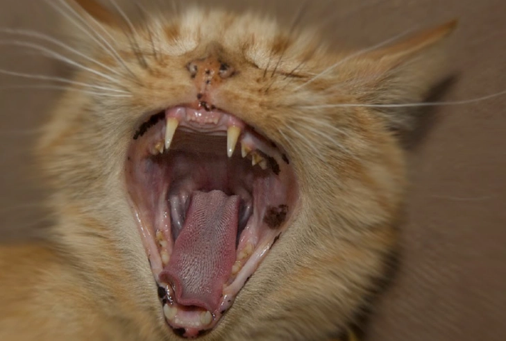 cat screaming at night