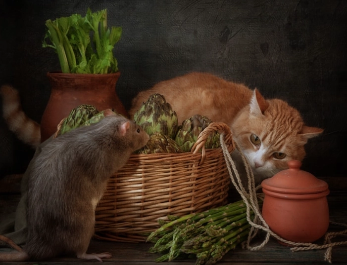 is asparagus safe for cats is asparagus safe for cats