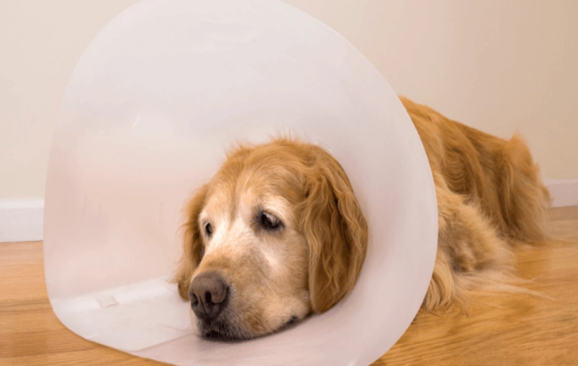 inflatable dog collar