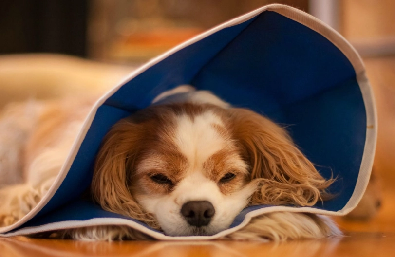 inflatable dog collar