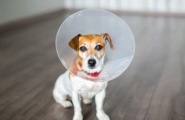 post surgery dog collar