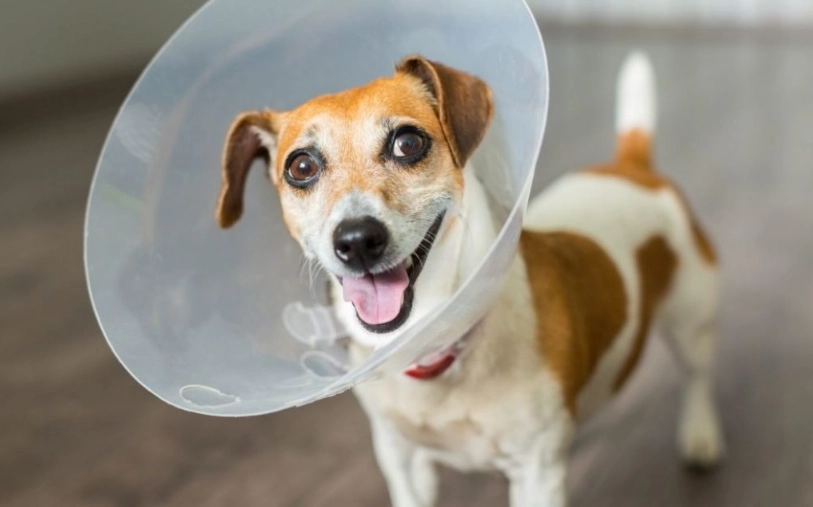 dog cone alternative