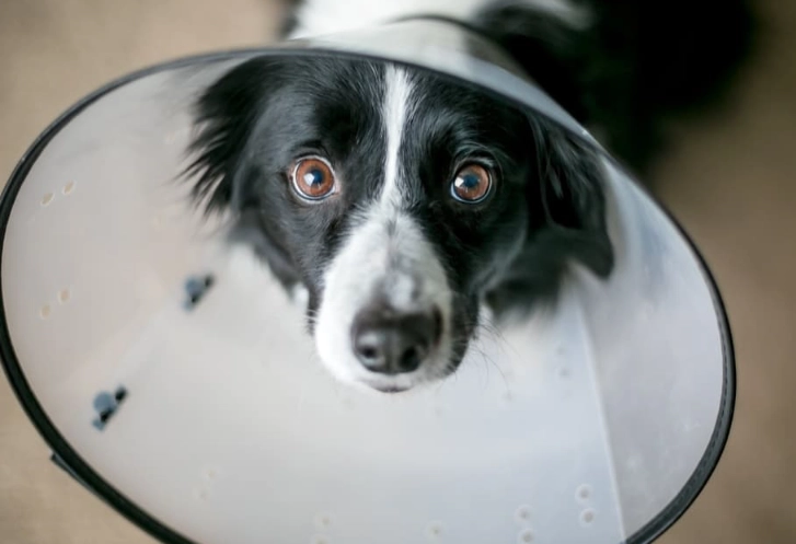 soft recovery collar for dogs