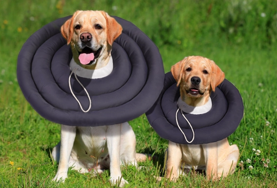 best dog cone alternative