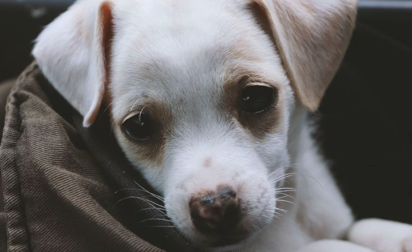 peanut butter for dogs upset stomach