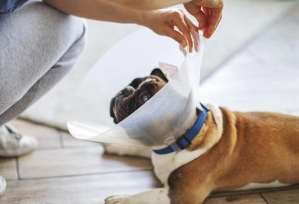 dog recovery cone alternatives