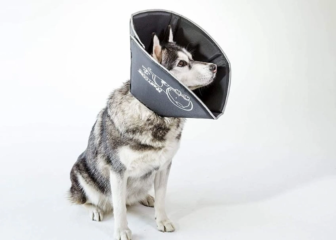 What can I use instead of a cone for my dog?