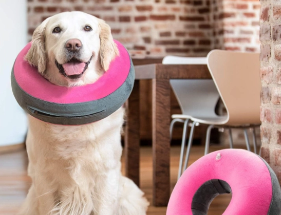 soft dog collar after surgery