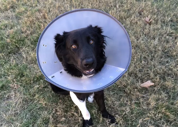 soft recovery collar for dogs