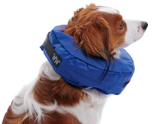 dog cone after surgery