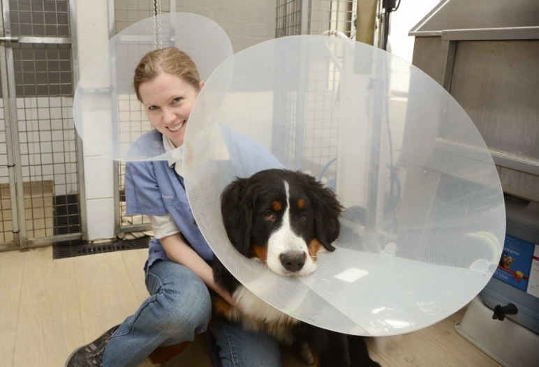 post surgery dog collar