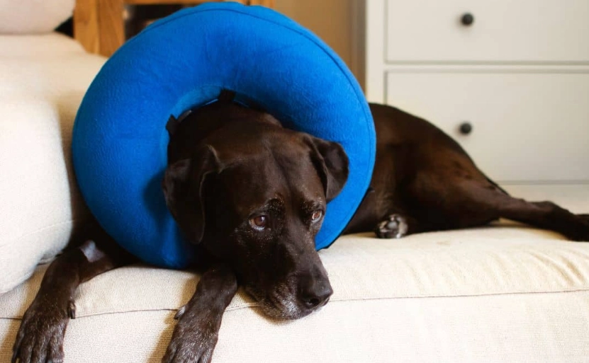 dog cone alternative