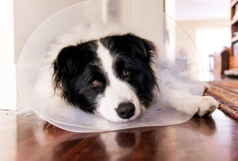 post surgery dog collar
