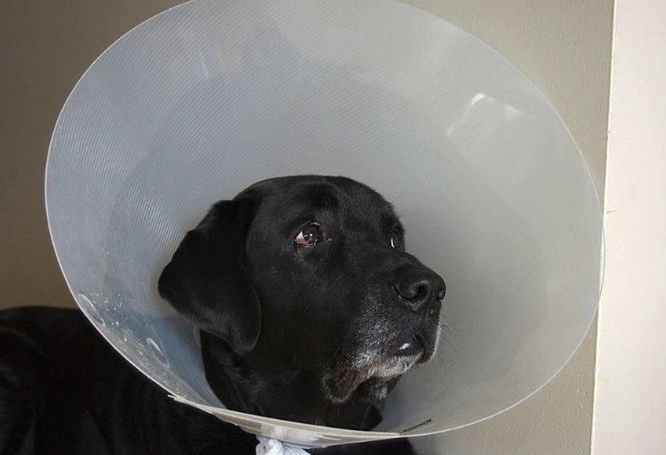 soft recovery collar for dogs