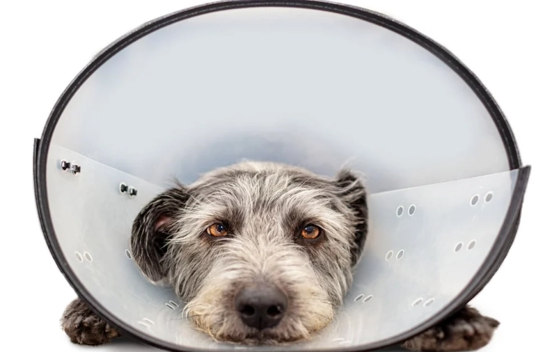 soft cone alternative for dogs