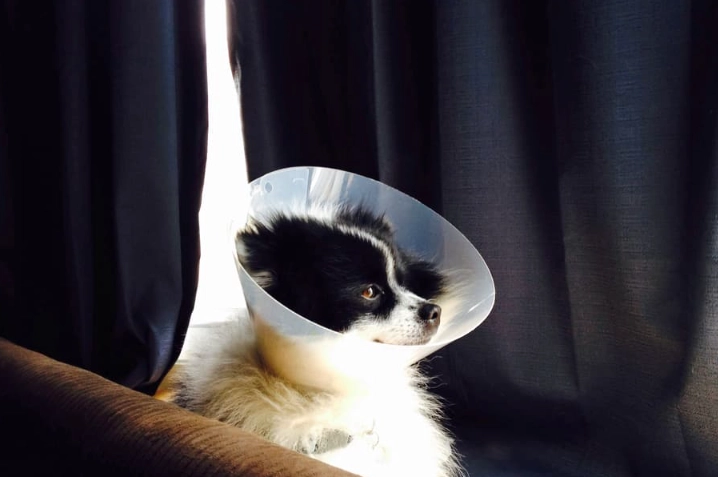 soft recovery collar for dogs