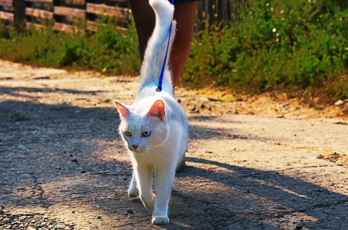 cat harness training