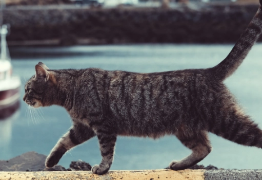 lost cat return rate