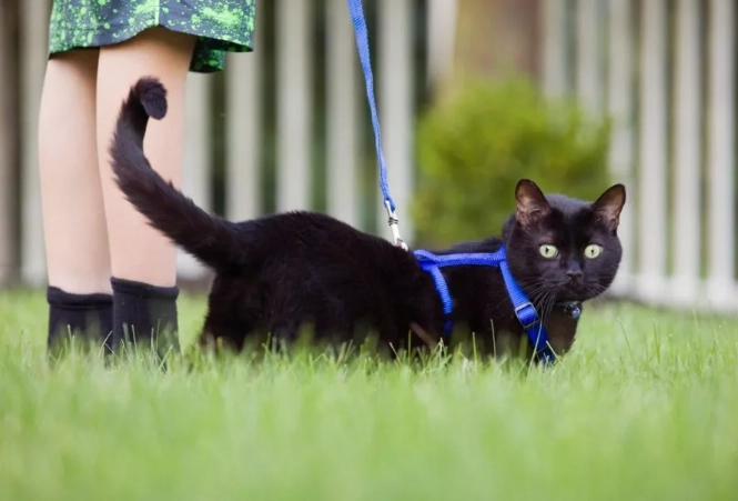 cat harness training