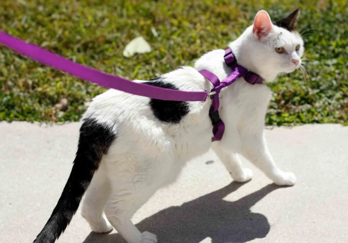 cat leash training