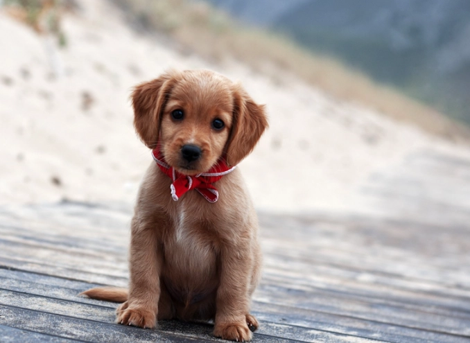 dog anal gland problems