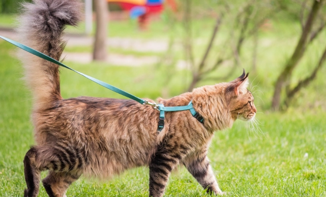 leash train a cat