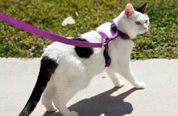 when to leash train a kitten