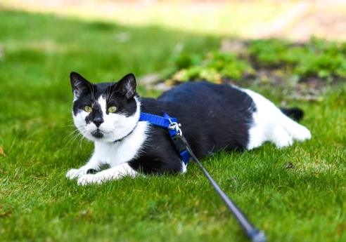 walk cat on leash