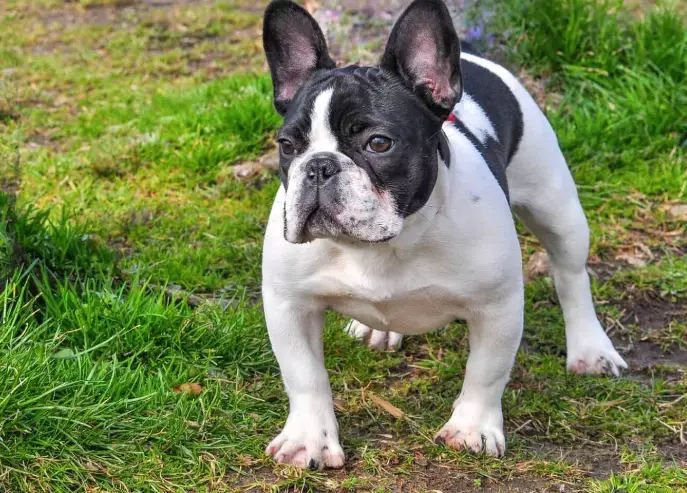 how to express dog anal glands