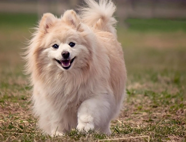 dog anal gland problems