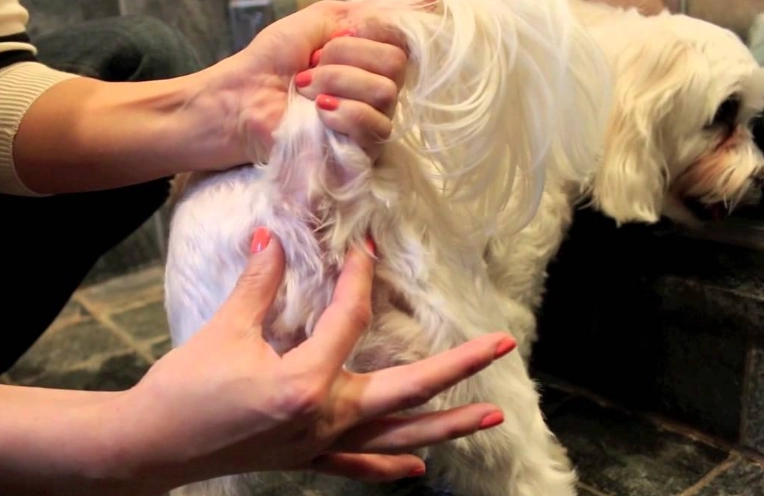 signs dog needs glands expressed