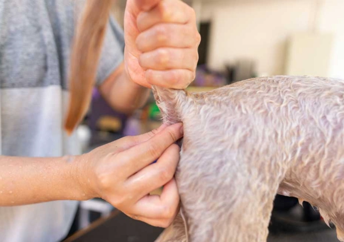 signs dog needs glands expressed