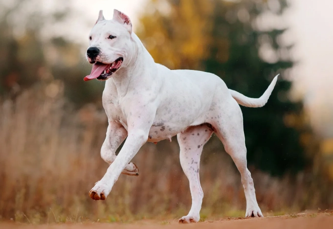 how to express dog anal glands