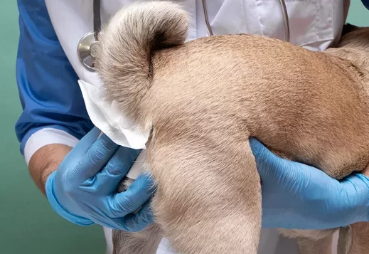 how do you treat a gland infection in a dog