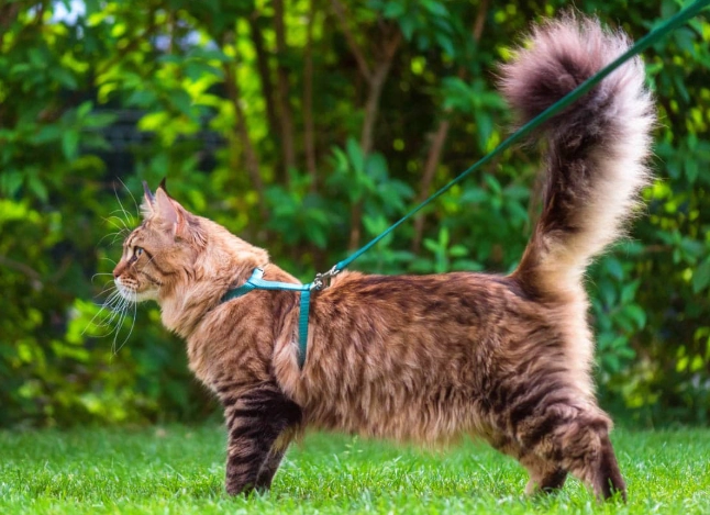 how to harness a cat
