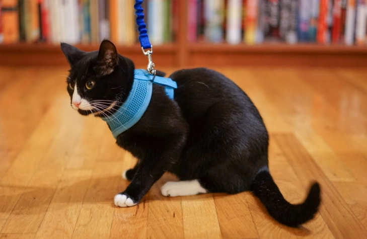 is it safe to walk a cat on a leash