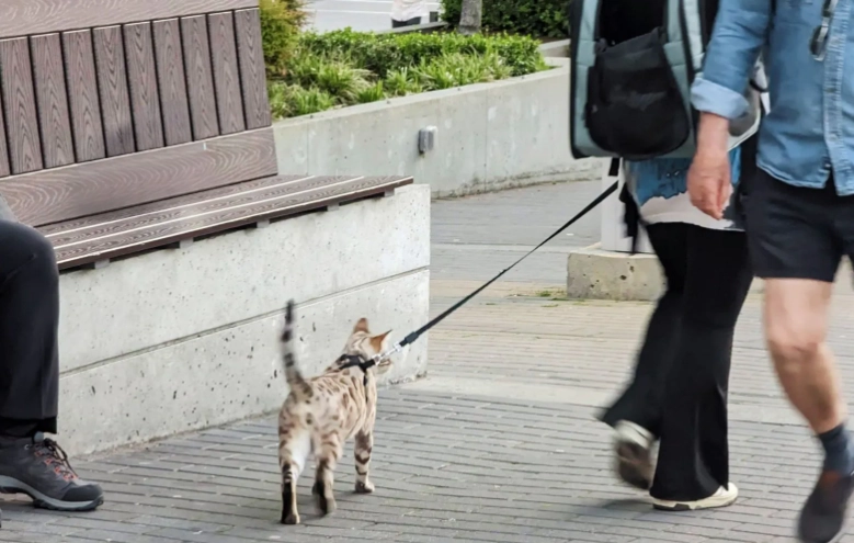 cat leash training