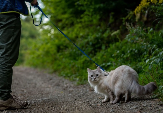 how to harness a cat