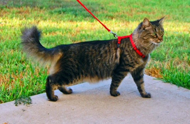 is it safe to walk a cat on a leash