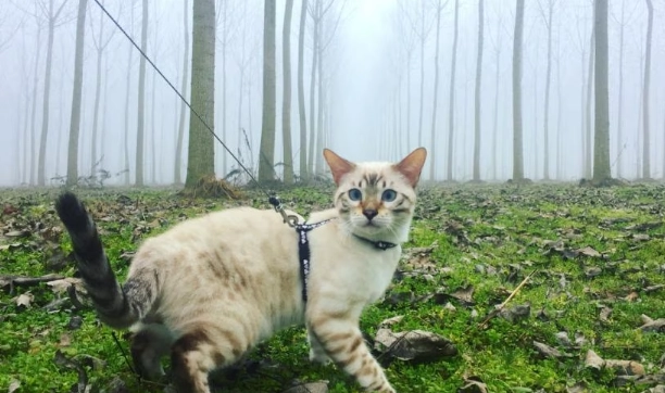 when to leash train a kitten