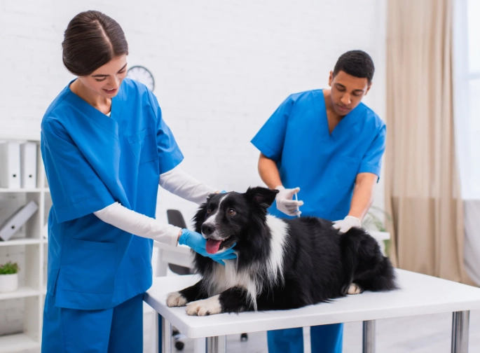 anal gland problems in dogs