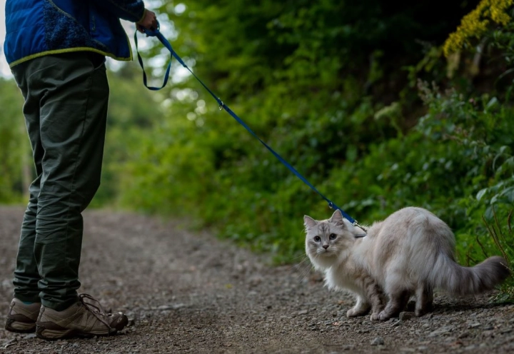 cat harness training