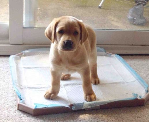 how to potty train a puppy on pads