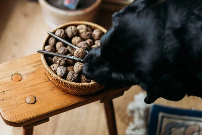 are nuts bad for dogs