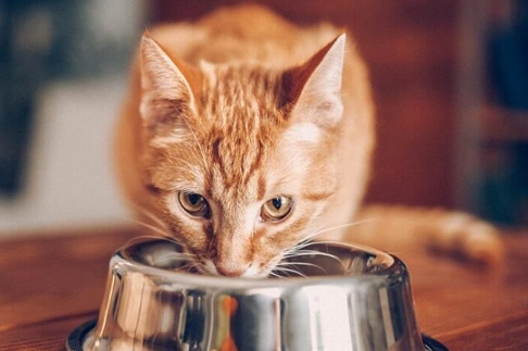 benefits of chicken broth for cats