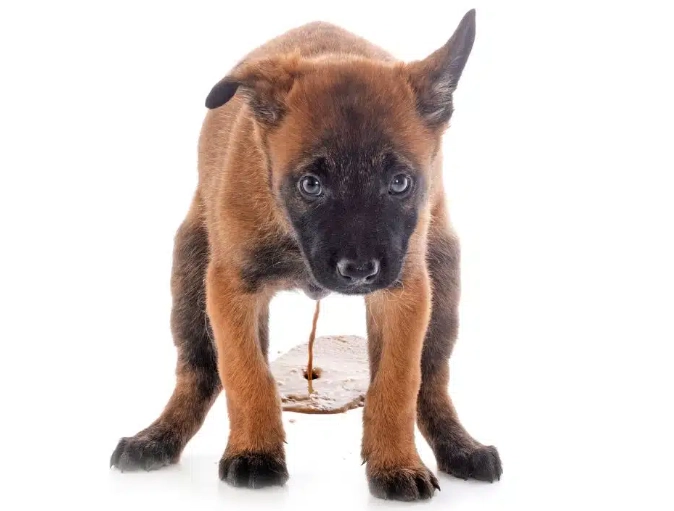 dog diarrhea home remedy