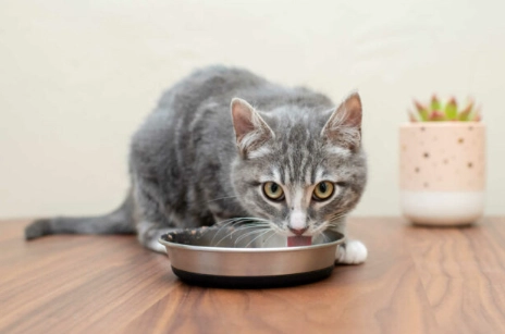homemade chicken broth for cats