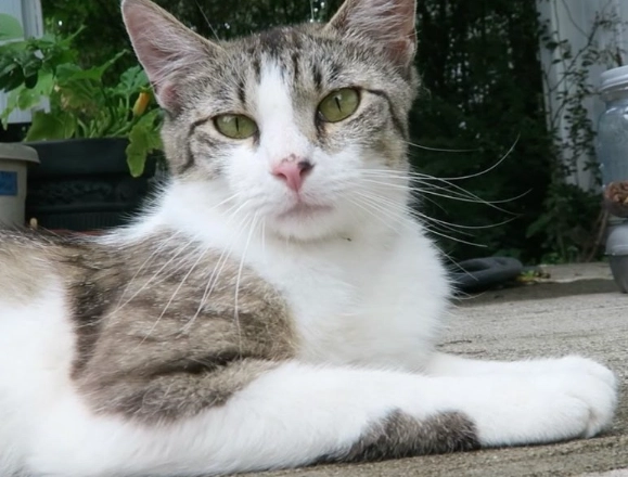 how to make chicken broth for cats