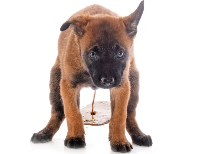 What can I give my dog for diarrhea and vomiting